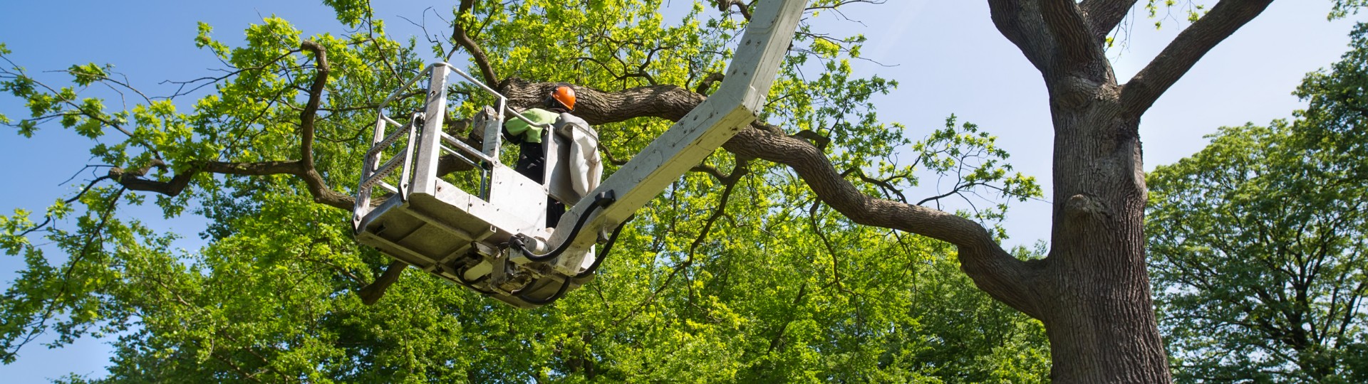 Huff's Tree Services gallery 2
