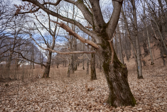 a backyard of barren trees in winter