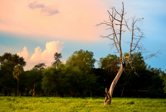 a dead tree in a green field, with alive trees in the background