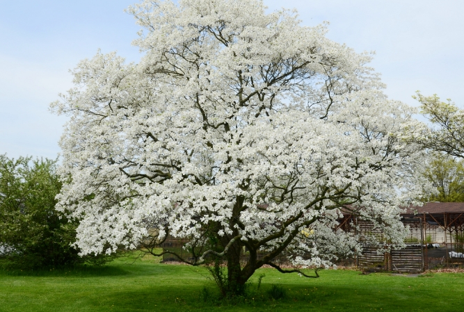 a dogwood tree full of white blossoms in the center of a green yard