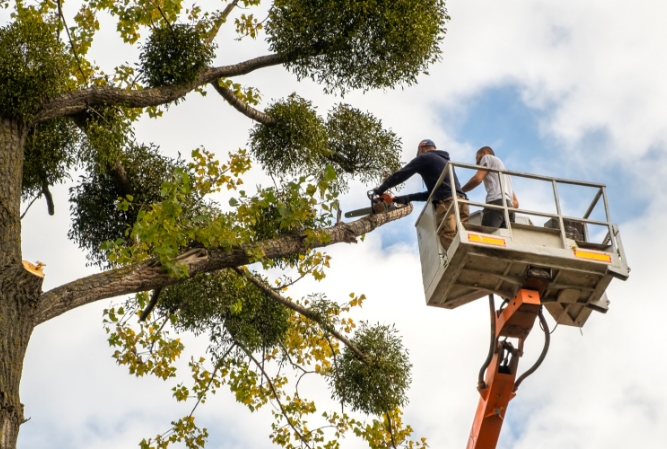 two men in a platform lift perform tree maintenance
