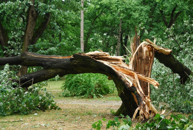 a damaged tree in a lawn, split down the trunk