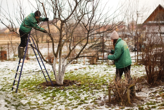 two arborists in winter gear trim a bare apple tree in wintertime