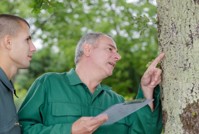 two men closely inspect the bark of a tree